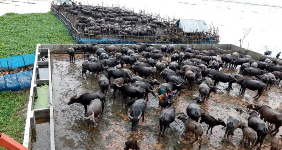ভোলায় আধুনিক কিল্লায় রক্ষা মহিষের