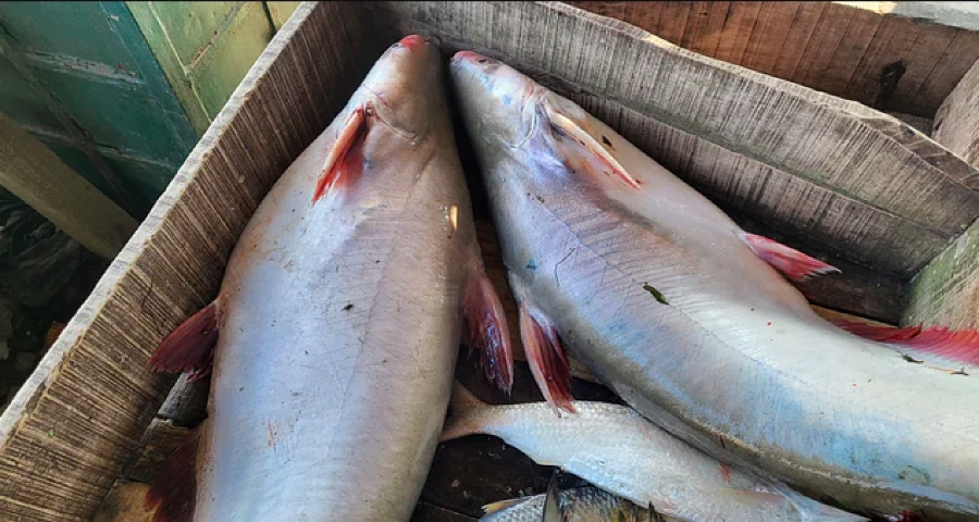 চাঁদপুরে ইলিশের বদলে জালে ধরা পড়ছে বড় বড় পাঙাশ