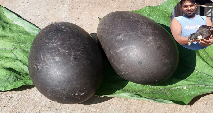 কুড়িগ্রামের নাগেশ্বরীতে কালো ডিম পাড়ল পাতিহাঁস