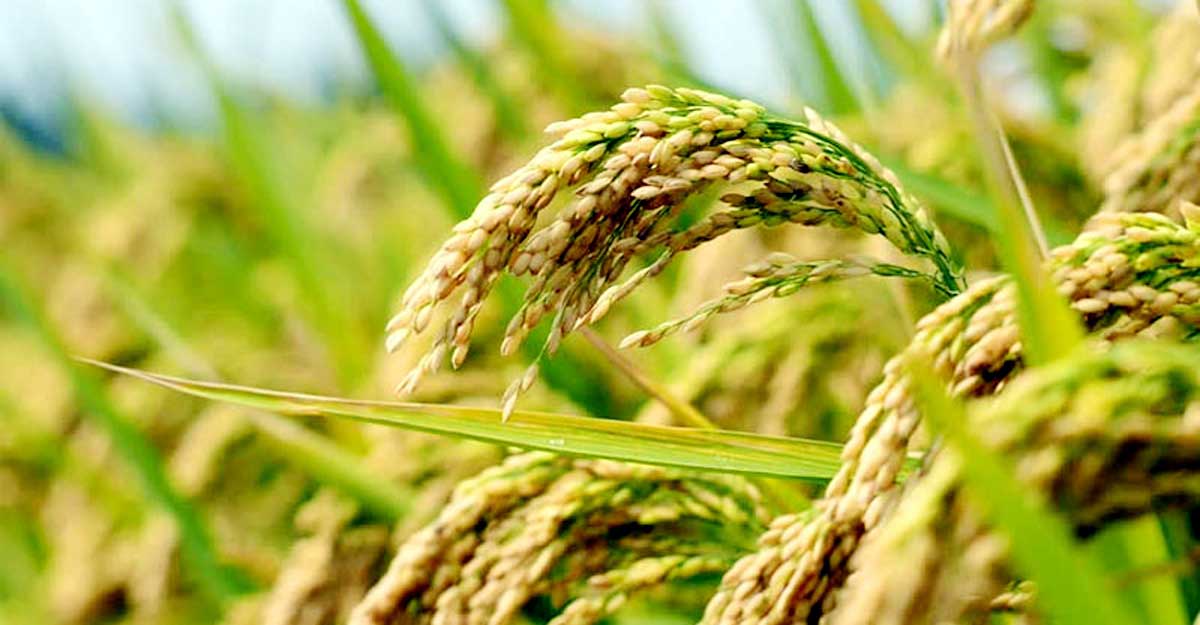 মদনে আমন ধানের বাম্পার ফলন, কৃষকের মুখে হাসি