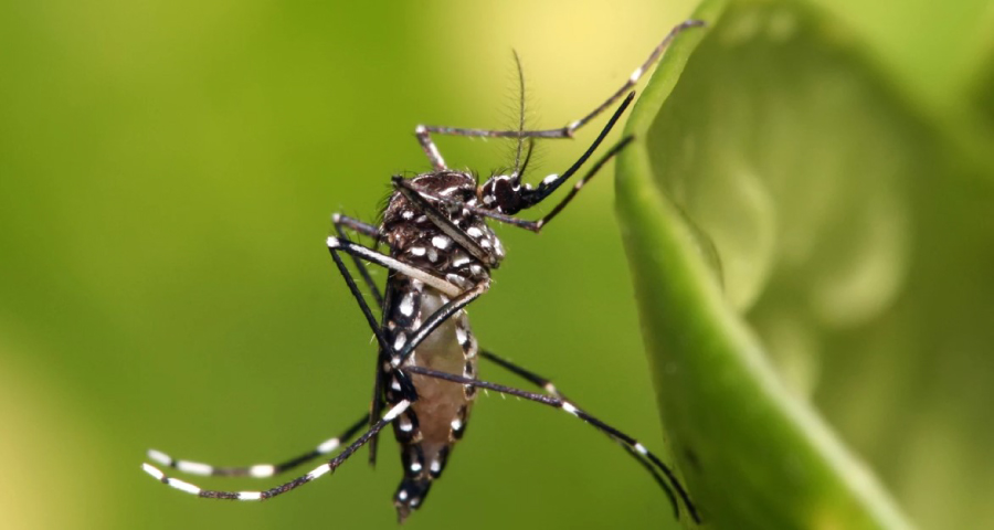 ডেঙ্গুতে আবারো মৃত্যু, নতুন আক্রান্ত ১০