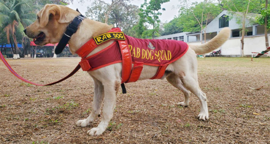 র‍্যাব মহাপরিচালক পদক পাচ্ছে কুকুর ‘চিতা’