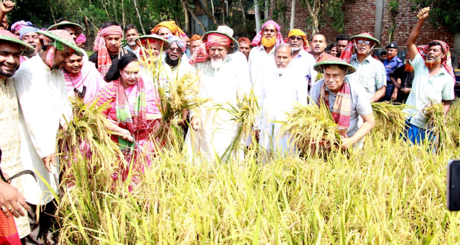 জামালপুর ইসলামপুরে কৃষকের ধান কাটলেন ধর্ম প্রতিমন্ত্রী ও মহিলা এমপি