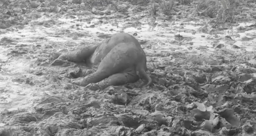 বৈদ্যুতিক ফাঁদে পড়ে বন্য হাতির মৃত্যু