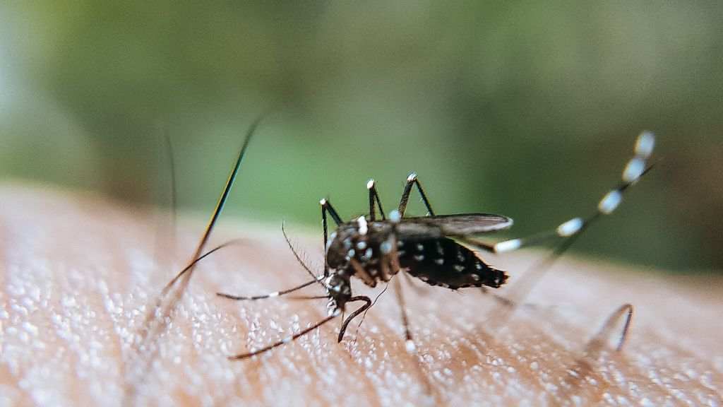 ২৪ ঘণ্টায় ডেঙ্গুতে ৩ জনের মৃত্যু, নতুন রোগী ৯৭