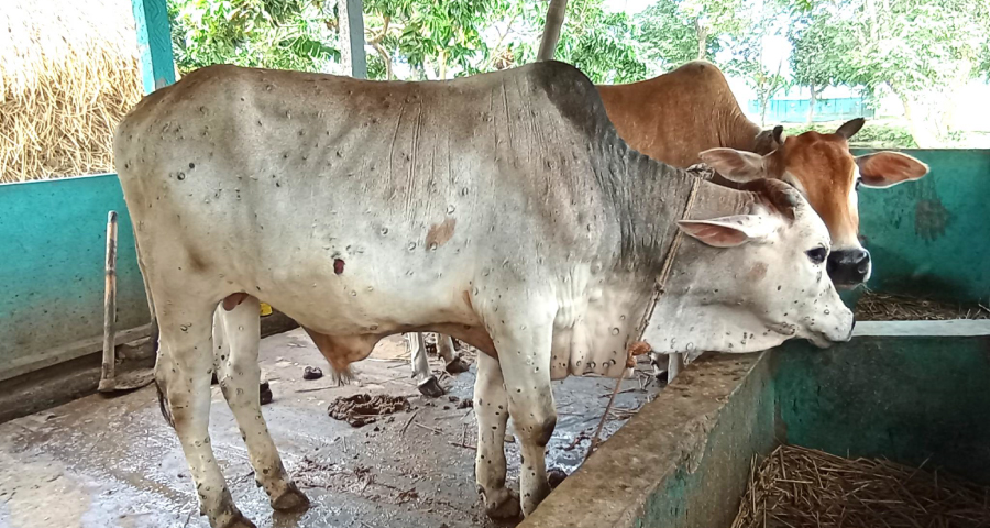 ঈশ্বরগঞ্জে লাম্পি স্কিনে মরছে গরু, উদাসীন প্রাণিসম্পদ বিভাগ
