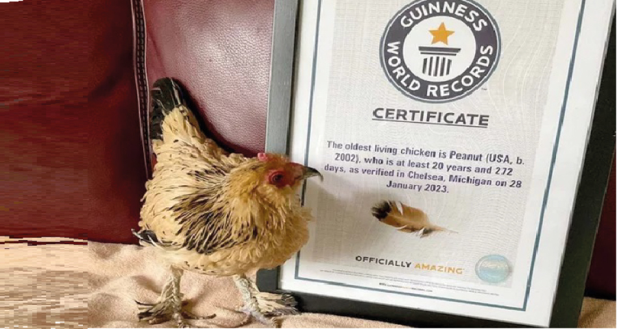 ২১ বছরে পা রাখল বিশ্বের সবচেয়ে বয়স্ক মুরগি