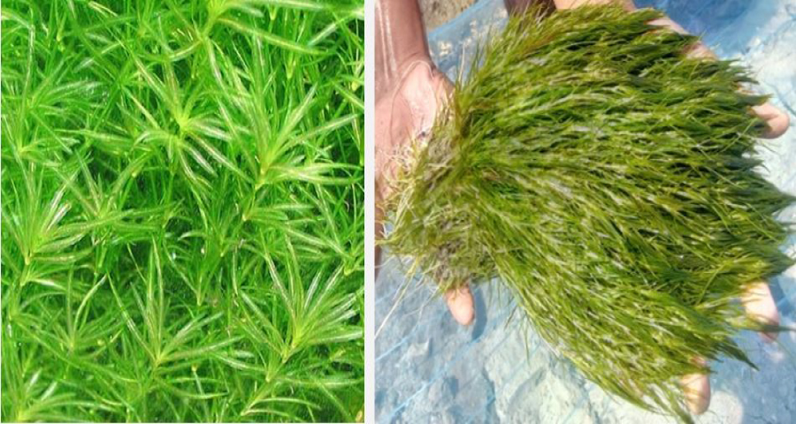 কাঁটা শ্যাওলায় বাড়ে বাগদা চিংড়ির উৎপাদন