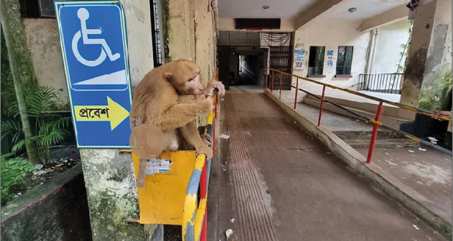 হাসপাতালে এসে চিকিৎসা নিয়ে ফিরে গেল বানর!