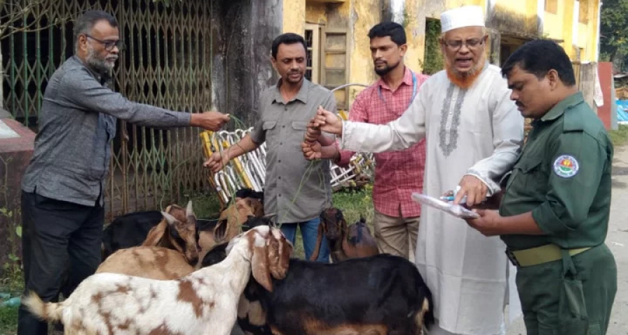 ১৫ ছাগলের এক বছরের ‘কারাবাস’, মুক্তি পেল ৯টি