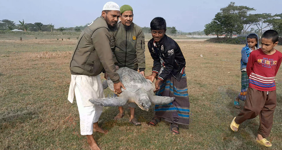 ভোলায় ৫৫ কেজি ওজনের বিরল প্রজাতির কাছিম উদ্ধার