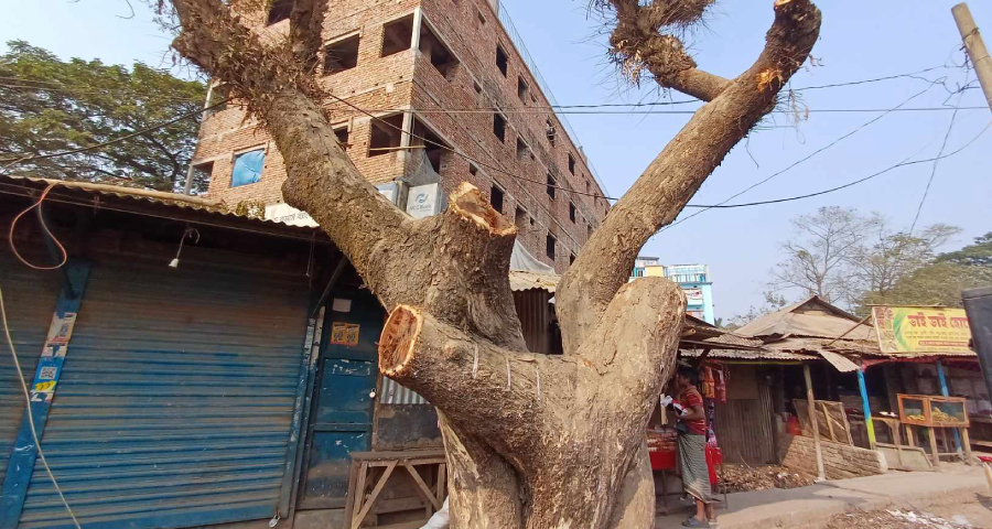 ঈশ্বরগঞ্জে সওজ সড়কের জীবন্ত গাছ থেকে ডালপালা কেটে নেওয়ার অভিযোগ