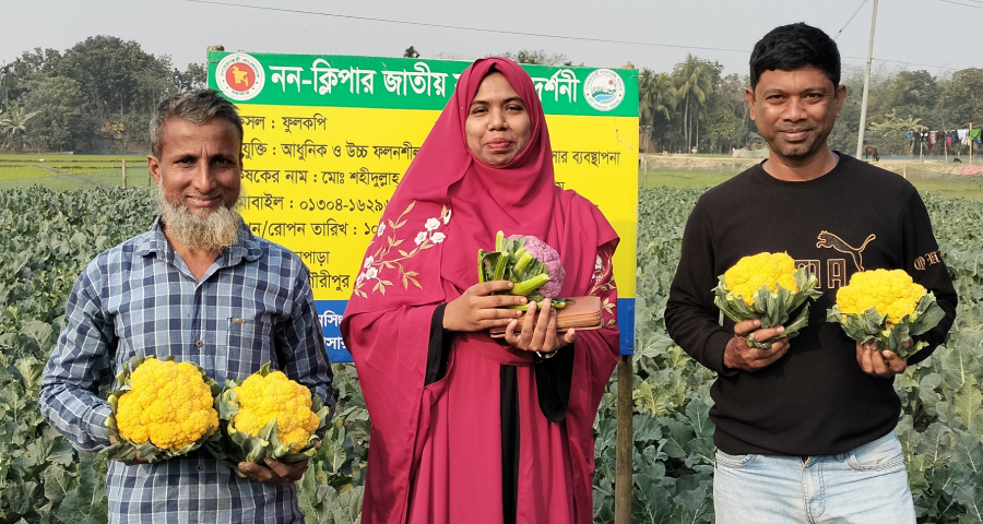 রঙিন ফুলকপি চাষে সফল কৃষক শহীদুল্লাহ