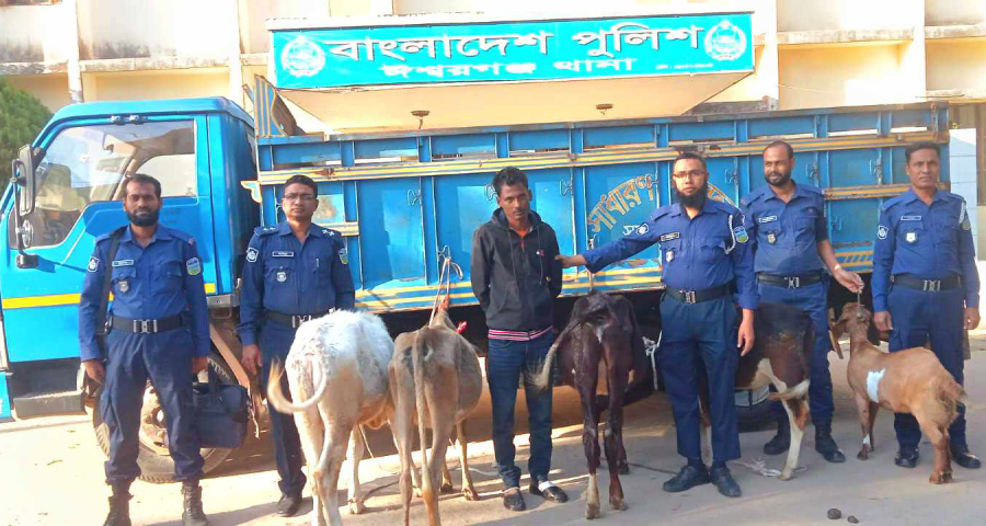 পুলিশের গাড়িতে ইটপাথর নিক্ষেপ, ২৫ কিমি ধাওয়া করে গরুসহ চোর আটক