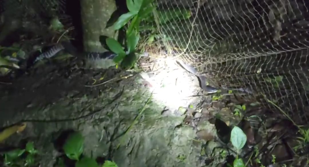 বোরহানউদ্দিনে সাপের কামড়ে মৃত্যু