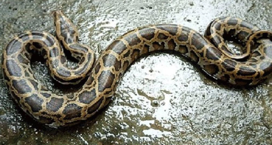 চট্টগ্রামে রাসেলস ভাইপার আতঙ্কে পিটিয়ে মারা হলো অজগর