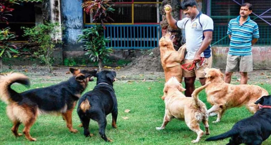 বাংলাদেশ সীমান্তে ভারতীয় গোয়েন্দা কুকুর অন্তঃসত্ত্বা, তদন্ত করবে বিএসএফ